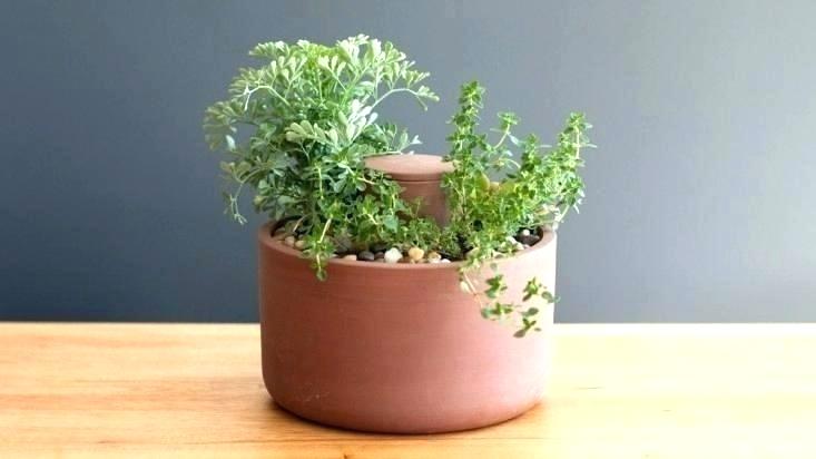 Clay-Self-Watering-Plant-Pot