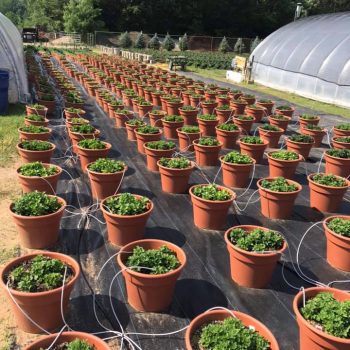Garden-Irrigation-Pots-1